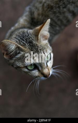 beau chat brun avec des yeux verts dans les ruines de pierre d'angkor wat, cambodge Banque D'Images