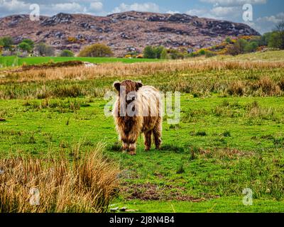 La vache des Highlands se déplace librement dans le village de Plockton, joyau des Highlands, partie de la route 500 de la côte nord, en Écosse Banque D'Images