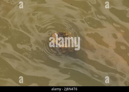 En regardant d'en haut, une très grande tortue qui se cachait avec sa tête hors de l'eau dans les zones humides vue rapprochée lors d'une journée ensoleillée au printemps Banque D'Images