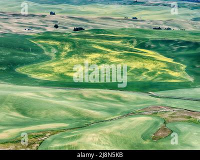 Les champs de blé de la Palouse s'étendent jusqu'à ce que l'œil puisse voir du haut de Steptep Butte. Banque D'Images