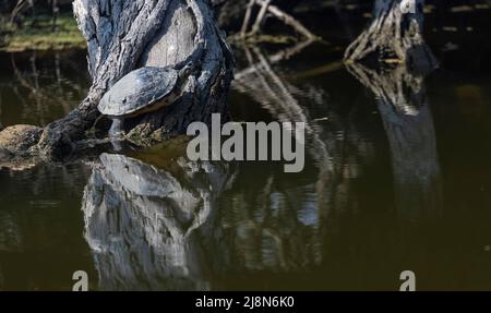 Tortue couverte indienne (Pangshura tecta) prenant un bain de soleil sur l'arbre près du plan d'eau. Banque D'Images