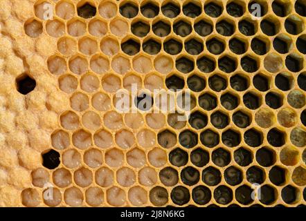 Cadre de couvain aux abeilles avec œufs, larve et couvain à capuchon Banque D'Images