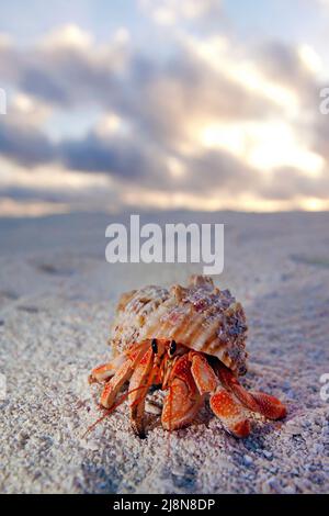 Crabe hermite, Strawberry Land Hermit Crab (Coenobita perlatus) à la plage d'une île maldivienne, Maldives, Océan Indien, Asie Banque D'Images