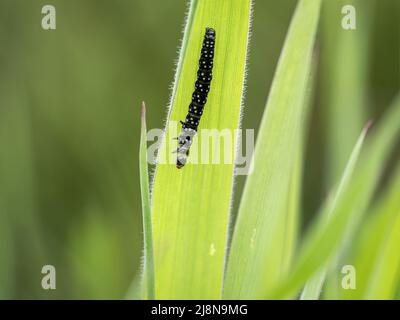 Timothy tortrix aka Aphelia paleana caterpillar, sur la lame d'herbe. Banque D'Images