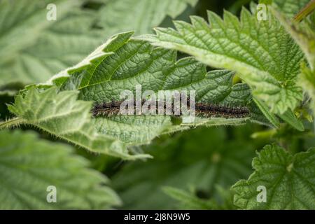 Deux petits Tortoiseshell Caterpials alias Aglais urticae sur une feuille d'ortie qui s'accroche. Banque D'Images