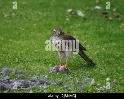 Sparrowhawk sur un tuer dans mon jardin où il a piller la proie et consommé une grande partie de lui avant de voler avec les restes. Banque D'Images