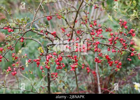 Chaenomeles fleurs. Japonica au printemps. Banque D'Images