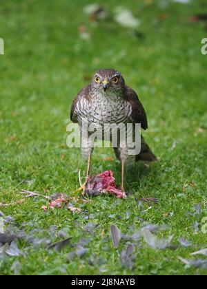 Sparrowhawk sur un tuer dans mon jardin où il a piller la proie et consommé une grande partie de lui avant de voler avec les restes. Banque D'Images