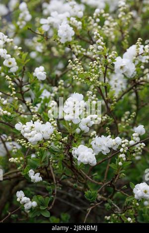 Exochorda x macrantha 'The Bride' des fleurs au printemps. Banque D'Images