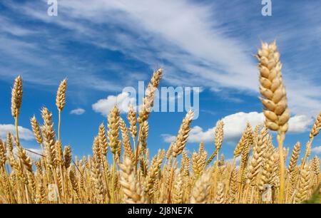 Épis de blé mûrs contre un ciel bleu avec des nuages Banque D'Images