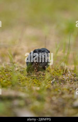 Selle gris ardoise , selle noire cannelée, champignon de selle d'ailerons, Helvella lacunosa, Andalousie, Espagne. Banque D'Images