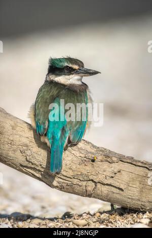 kingfisher sacré (Tobraphus sanctus) Kingfisher originaire de Nouvelle-Zélande, crédit:ROBIN BUSH / Avalon Banque D'Images