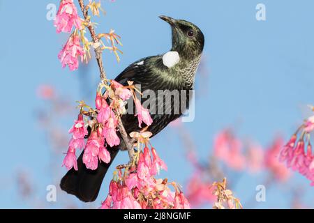 Nouvelle-Zélande Tui ( Prostemadera novaeseelandiae ), Credit:ROBIN BUSH / Avalon Banque D'Images