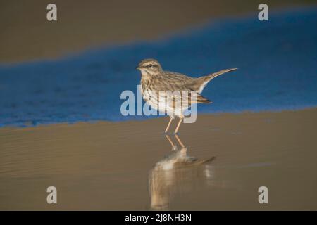 New Zealand Pipit ( Anthus novaeseelandiae ) Nouvelle-Zélande endémique qui est en déclin dans son aire de répartition., Credit:ROBIN BUSH / Avalon Banque D'Images