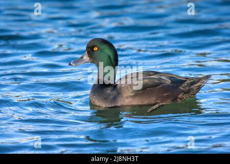 Fuligules de Nouvelle-Zélande ( Aythya novaeseelandiae ) canard endémique de Nouvelle-Zélande, statut actuel non menacé. Mâle adulte en pleine reproduction, crédit:ROB Banque D'Images