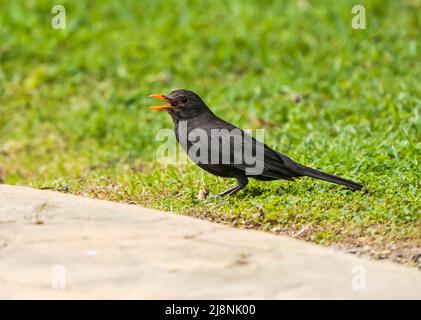 Deux hommes adultes (Turdus merula) se battent pour défendre leur territoire, l'Espagne. Banque D'Images