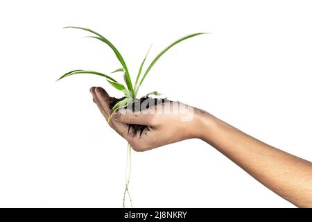 Le rodage à la main d'une plante avec ses racines et son sol. Concept de la protection de la nature Banque D'Images