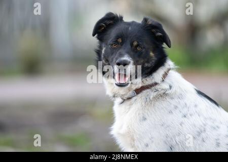 Chien jouant à l'extérieur sourires. Chien curieux regardant l'appareil photo. Gros plan d'un jeune chien de race mixte tête dehors dans la nature en collant hors de sa langue Banque D'Images