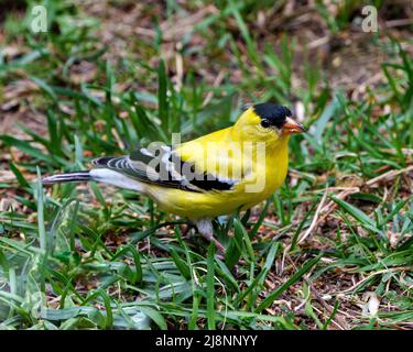 Vue rapprochée de l'American Goldfinch, fourrager sur le sol avec fond d'herbe verte dans son environnement et son habitat et montrant son plumage jaune. Banque D'Images