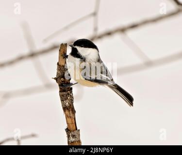 Oiseau de chickadee perché sur une branche appréciant son habitat et son environnement entourant montrant le plumage de plumes, le corps, la tête, les yeux, le bec. Banque D'Images