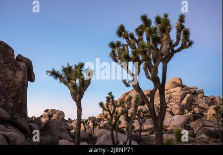 Des arbres de Joshua et des formations rocheuses sous un ciel dégagé au crépuscule dans le parc national de Joshua Tree. Banque D'Images