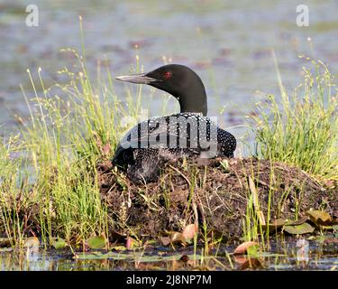 Le Loon commun avec un bébé de jour poussait sous ses ailes de plumes sur le nid protégeant et prenant soin du bébé dans son environnement et son habitat.Loon. Banque D'Images