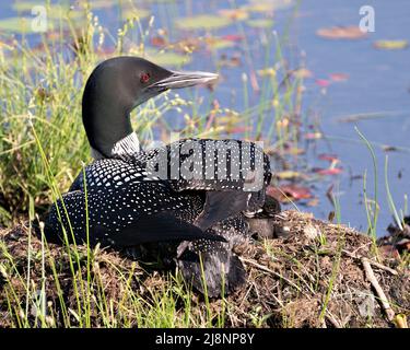 Le Loon commun avec un bébé de jour poussait sous ses ailes de plumes sur le nid protégeant et prenant soin du bébé dans son environnement et son habitat.Loon. Banque D'Images