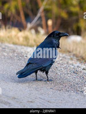 Vue en gros plan du Raven sur du gravier avec un arrière-plan de forêt flou dans son environnement et son habitat environnant. Crow photo et image. Banque D'Images