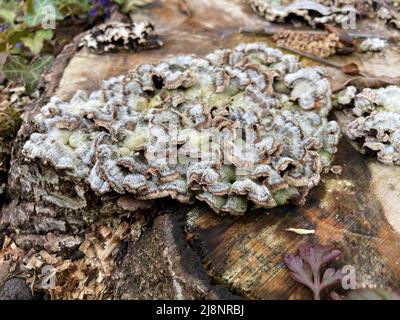 champignon frisé pâle poussant sur une vieille souche d'arbre Banque D'Images