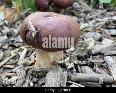 jeunes champignons bordeaux qui poussent sur des copeaux de bois Banque D'Images