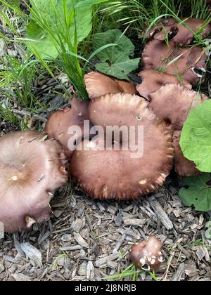 vue de dessus d'un groupe de champignons bordeaux poussant sur des copeaux de bois Banque D'Images