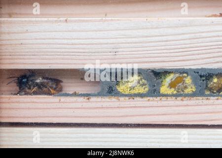 Abeille rouge (Osmia bicornis) à l'intérieur d'un hôtel d'abeilles montrant les cellules reproductrices remplies de pollen et les œufs divisés par des murs de boue, Royaume-Uni Banque D'Images