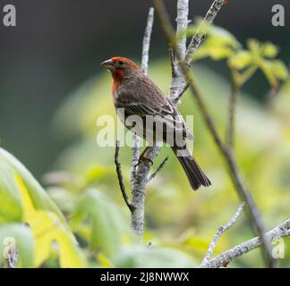 Une maison de finch (Hemorhous mexicanus) perchée près de Tod Inlet, en Colombie-Britannique, au Canada. Banque D'Images