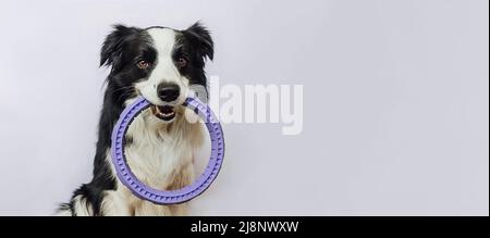 Activité PET. Chien drôle bordure collie tenant l'anneau extracteur jouet dans la bouche isolé sur fond blanc. Chien de compagnie de race pure veut jouer avec le propriétaire. Bannière concept « Love for animaux Friendship Companion » Banque D'Images