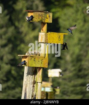 Les martins pourpres (Progne susi) font des maisons dans des nichoirs sur des pontons de jetée non utilisés à Tod Inlet, en Colombie-Britannique, au Canada. Banque D'Images