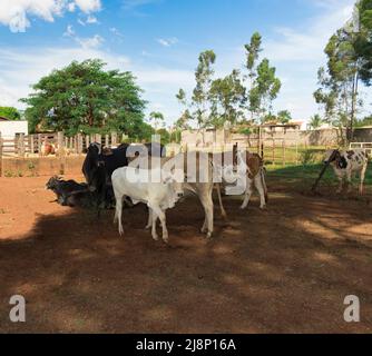 Groupe de vaches à la ferme dans une journée ensoleillée. Banque D'Images