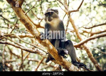 Sykes (Samango) a fait de l'argent à gorge blanche dans le parc national de la forêt de Jozani à Zanzibar, en Tanzanie Banque D'Images