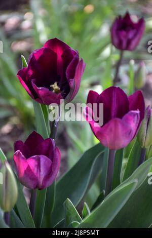 De nombreux bourgeons fleuris de fleurs de tulipes de différentes nuances de violet foncé poussent dans le jardin. L'arrière-plan est très flou Banque D'Images