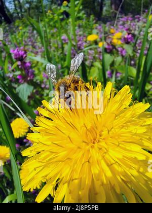 Une abeille recueille le pollen sur un pissenlit jaune de près. L'arrière-plan floral est très flou Banque D'Images