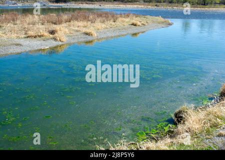 Eau de fond de rivière formation d'algues vertes - croissance végétale Banque D'Images