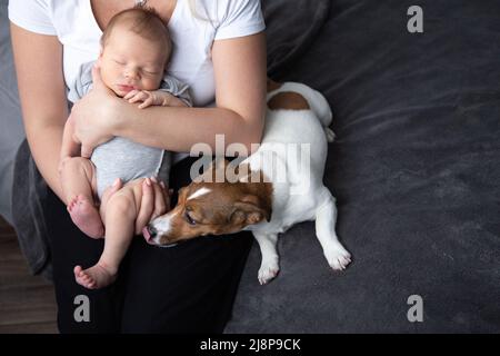 Un chien rencontre un nouveau-né dormant dans les bras de sa mère Banque D'Images