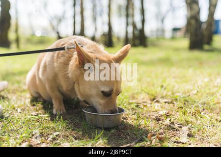 Un chien super mignon boit de l'eau dans son bol d'extérieur. Joyeux chien Llttle s'amuser dans le parc. Journée ensoleillée en plein air. Photo de haute qualité Banque D'Images