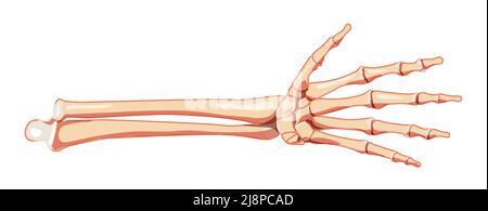 Avant-bras Skeleton vue de face humaine. Cubitus, rayon, main, charpels, poignet, Métacarpals, phalanges 3D concept réaliste de couleur naturelle plate illustration vectorielle de l'anatomie isolée sur fond blanc Illustration de Vecteur