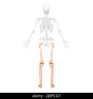 Squelette cuisses et jambes membre inférieur vue du dos humaine avec deux poses de bras et position des os partiellement transparente. Patella, péroné, pied concept plat réaliste Illustration vectorielle de l'anatomie isolée Illustration de Vecteur