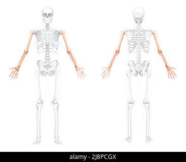 Squelette bras vue arrière avant humaine avec deux poses ouvertes avec position des os partiellement transparente. Jeu de mains, avant-bras Illustration vectorielle réaliste et plate de l'anatomie isolée sur fond blanc Illustration de Vecteur