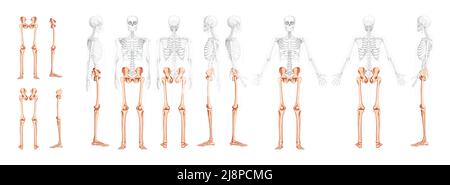 Ensemble de membres inférieurs bassin humain, jambes, cuisses pieds, chevilles vue latérale arrière du squelette avec position du corps partiellement transparente. Illustration anatomique correcte 3D réaliste à vecteur plat de isolé Illustration de Vecteur