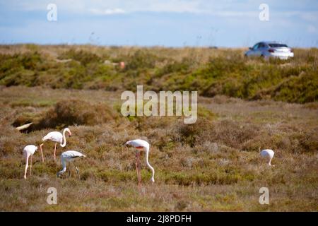 Flamants roses dans le delta de l'Èbre Banque D'Images