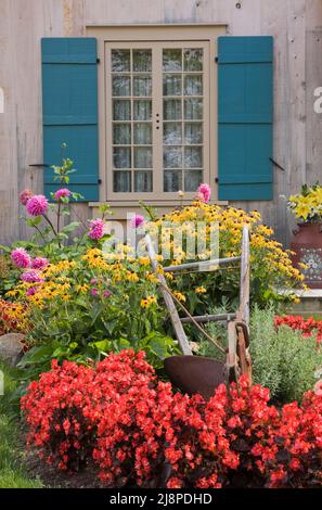 Cour avant de l'ancienne maison de 1722 avec Begonias rouge, jaune doré Rudbeckia 'Black-Eyed Susan' - Coneflowers, Dahlias rose et labourer manuel en été. Banque D'Images