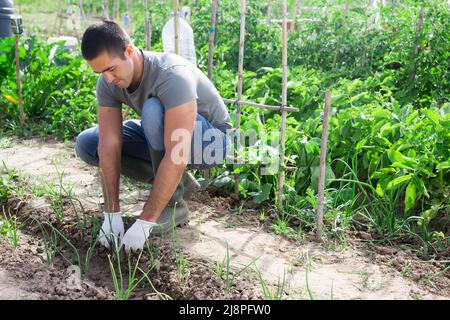 Homme s'est engagé dans la culture de légumes dans le potager Banque D'Images