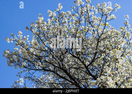 Arbre à fleurs blanches au printemps Banque D'Images